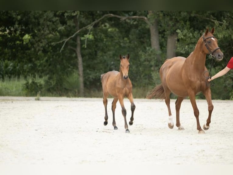 Belgian Warmblood Mare Foal (04/2025) 16,1 hh Brown in Oostmalle