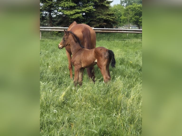 Belgian Warmblood Mare Foal (04/2025) 16,1 hh Brown in Oostmalle