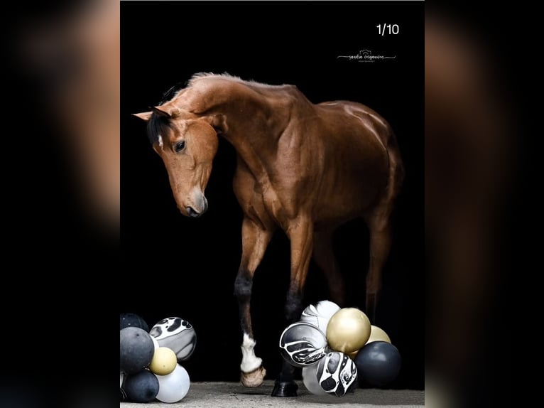 Belgian Warmblood Mare Foal (04/2025) 16,1 hh Brown in Oostmalle
