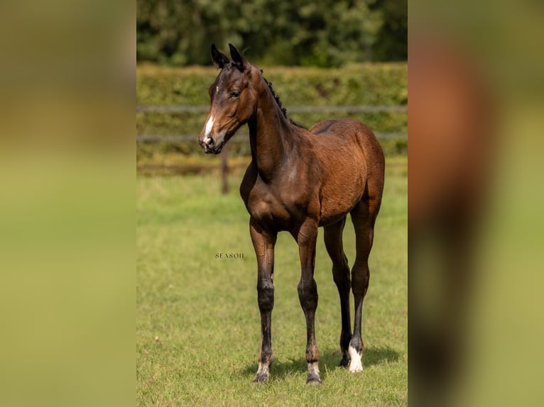 Belgian Warmblood Mare Foal (04/2024) Bay-Dark in Ranst