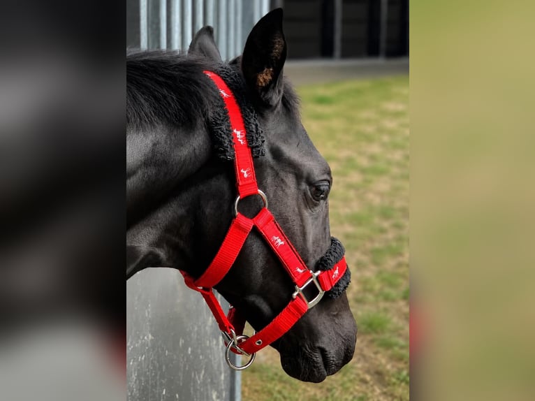 Belgian Warmblood Mare Foal (04/2026) Bay-Dark in Kampenhout