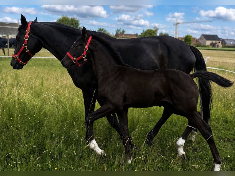 Belgian Warmblood Mare Foal (04/2026) Bay-Dark in Kampenhout