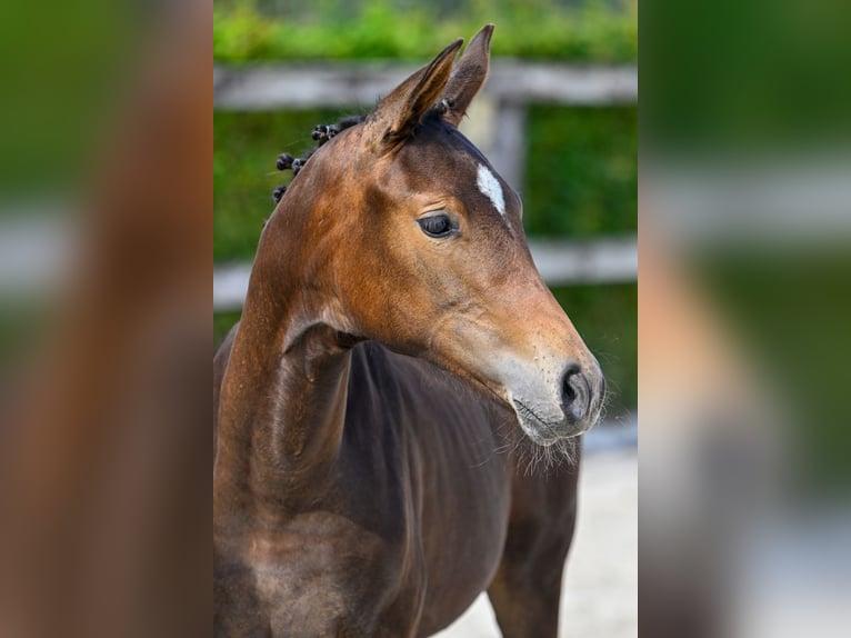 Belgian Warmblood Mare Foal (04/2024) Bay-Dark in Oud-Heverlee