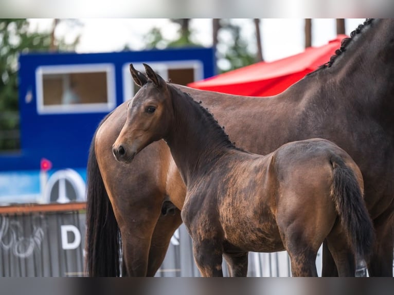 Belgian Warmblood Mare Foal (05/2026) Bay-Dark in WommelgemWommelgem