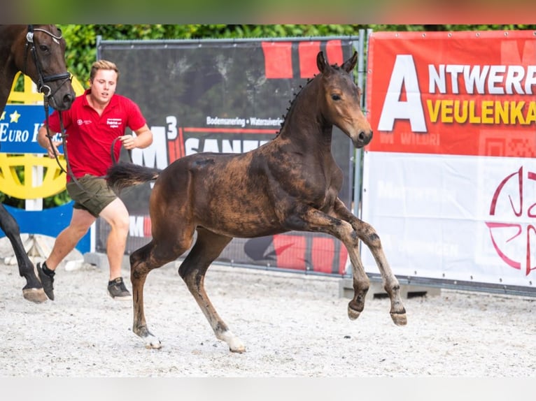 Belgian Warmblood Mare Foal (05/2026) Bay-Dark in WommelgemWommelgem