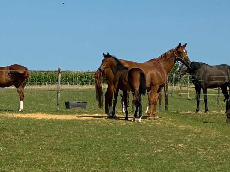 Belgian Warmblood Mare Foal (03/2025) Bay-Dark in Forville
