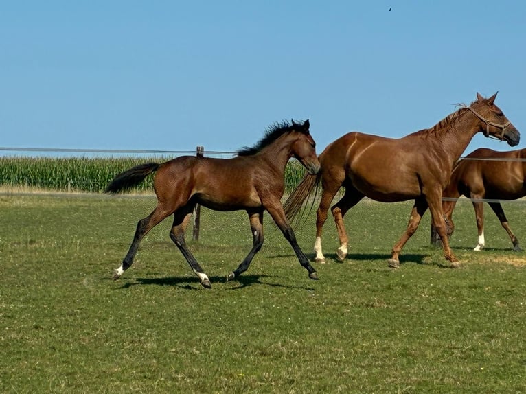 Belgian Warmblood Mare Foal (03/2025) Bay-Dark in Forville