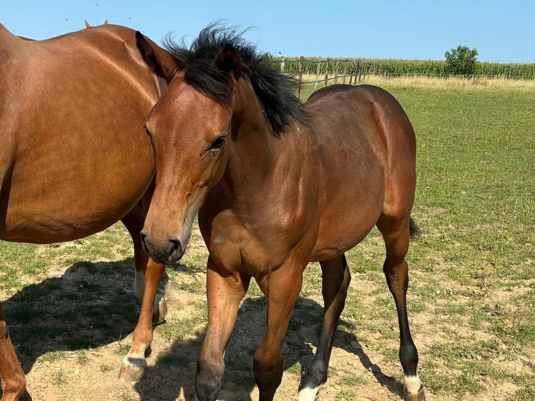 Belgian Warmblood Mare Foal (03/2025) Bay-Dark in Forville
