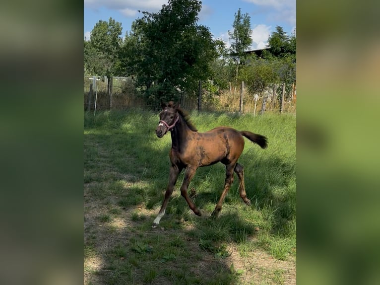 Belgian Warmblood Mare Foal (05/2025) Bay-Dark in Herzele