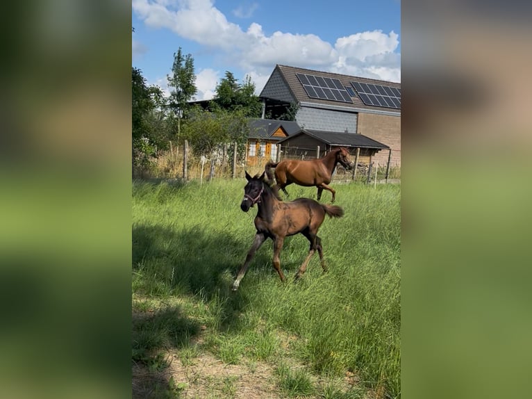 Belgian Warmblood Mare Foal (05/2025) Bay-Dark in Herzele
