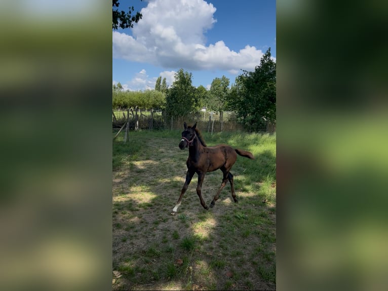 Belgian Warmblood Mare Foal (05/2025) Bay-Dark in Herzele