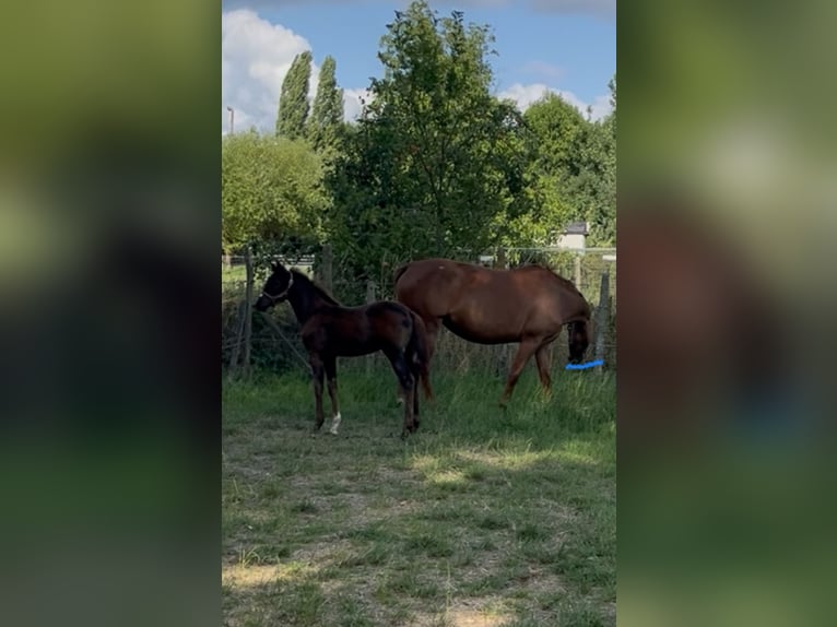 Belgian Warmblood Mare Foal (05/2025) Bay-Dark in Herzele