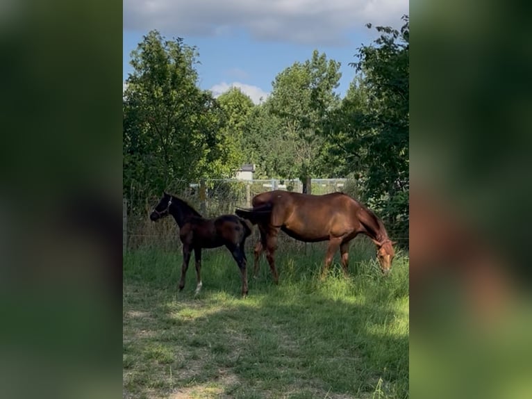 Belgian Warmblood Mare Foal (05/2025) Bay-Dark in Herzele