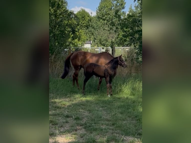 Belgian Warmblood Mare Foal (05/2025) Bay-Dark in Herzele