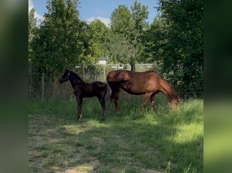 Belgian Warmblood Mare Foal (05/2025) Bay-Dark in Herzele