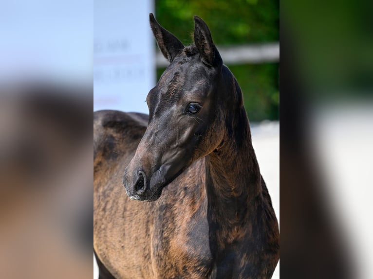 Belgian Warmblood Mare Foal (05/2024) Bay in Oud-Heverlee