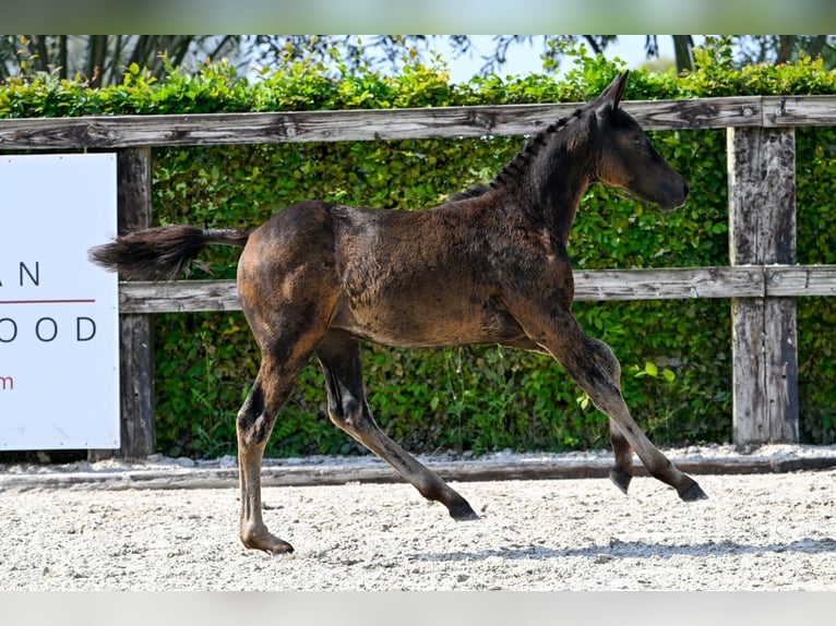 Belgian Warmblood Mare Foal (05/2024) Bay in Oud-Heverlee