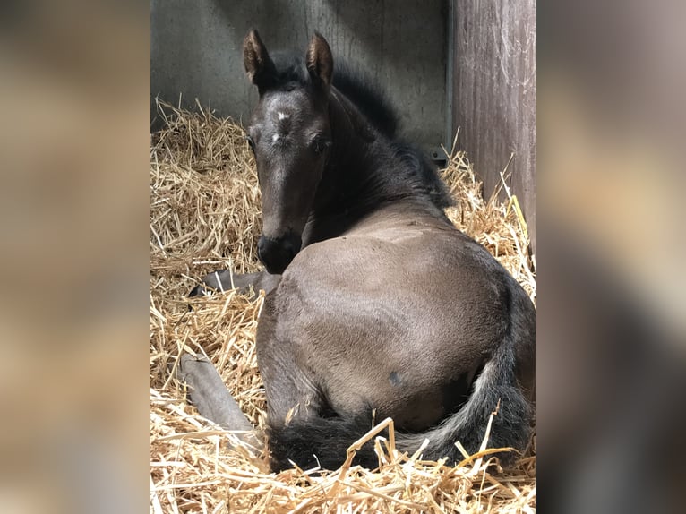 Belgian Warmblood Mare Foal (05/2024) Black in Boortmeerbeek