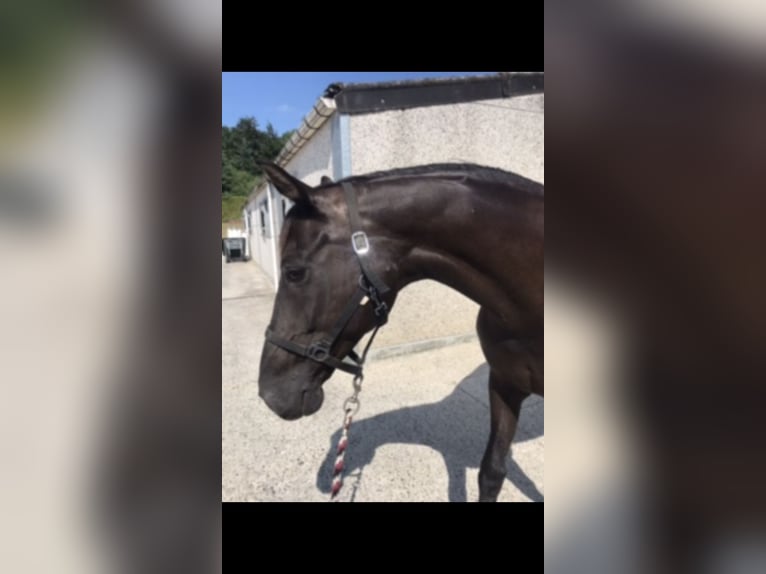 Belgian Warmblood Mare Foal (05/2024) Black in Boortmeerbeek