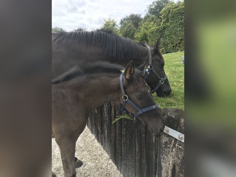 Belgian Warmblood Mare Foal (05/2024) Black in Boortmeerbeek