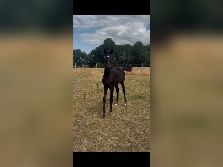 Belgian Warmblood Mare Foal (03/2026) Black in Rêves