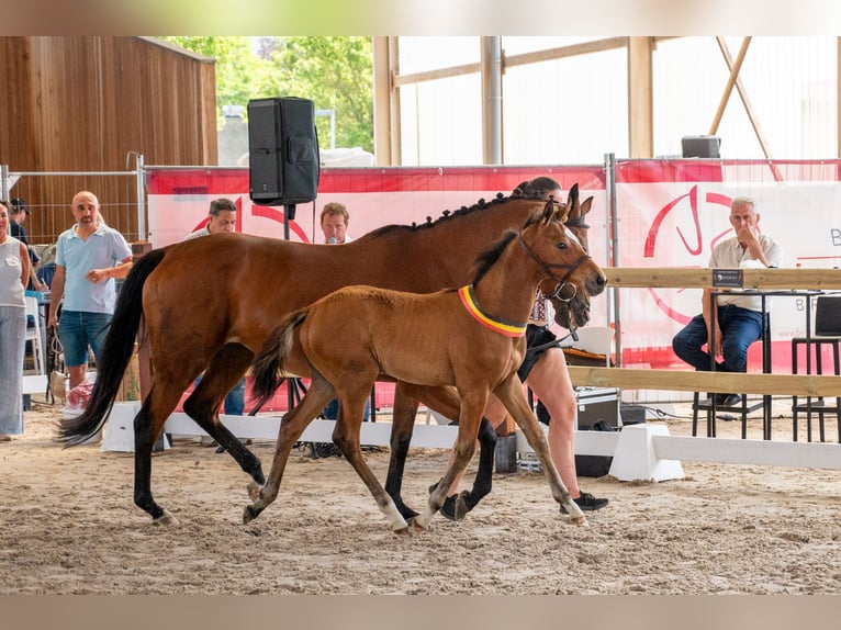 Belgian Warmblood Mare Foal (04/2026) Brown in GROTE-BROGEL