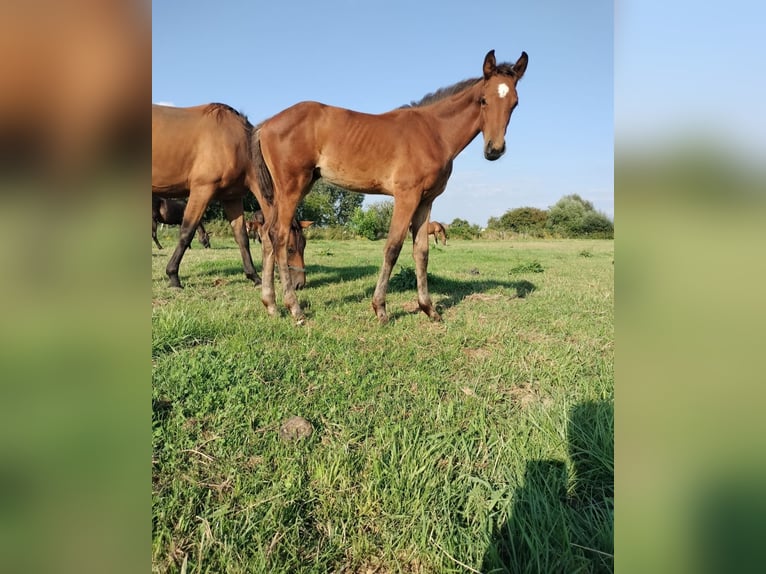 Belgian Warmblood Mare Foal (05/2024) Brown-Light in Herk-De-Stad