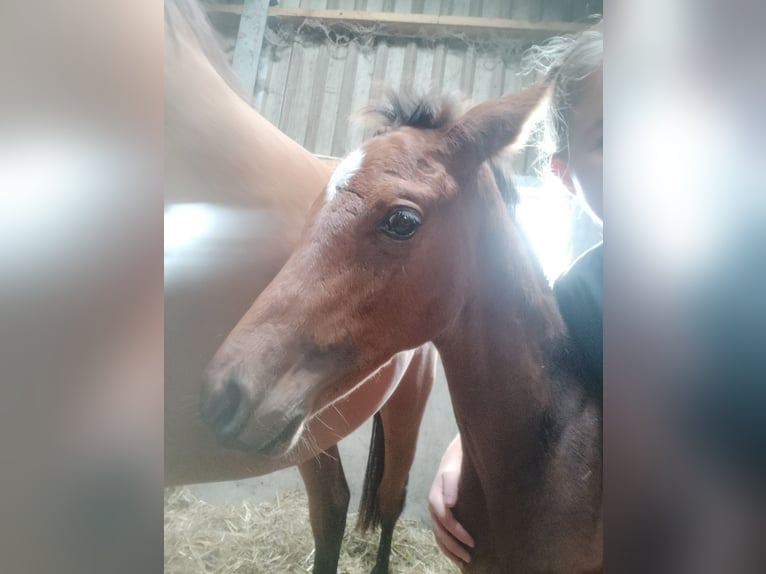 Belgian Warmblood Mare Foal (05/2024) Brown-Light in Herk-De-Stad