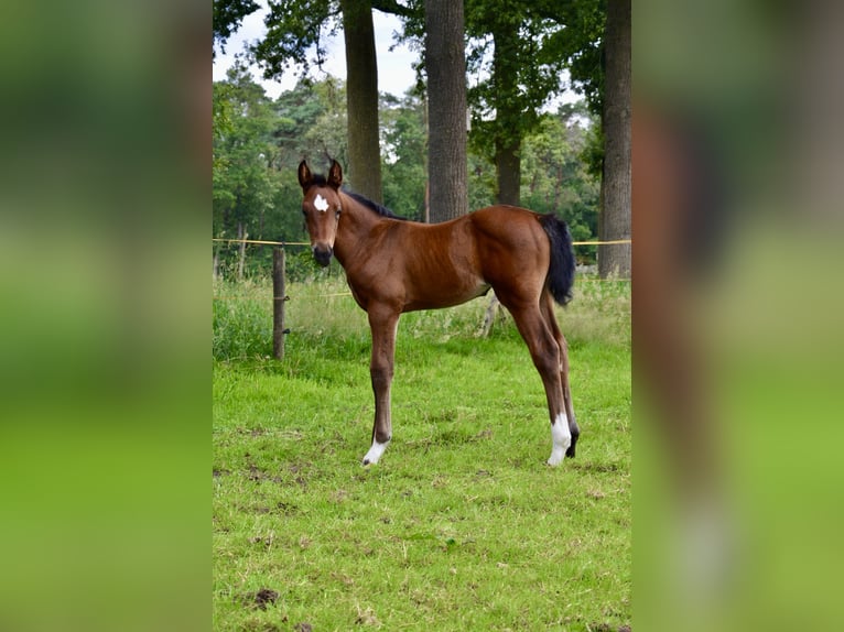 Belgian Warmblood Mare Foal (06/2024) Brown-Light in Wuustwezel