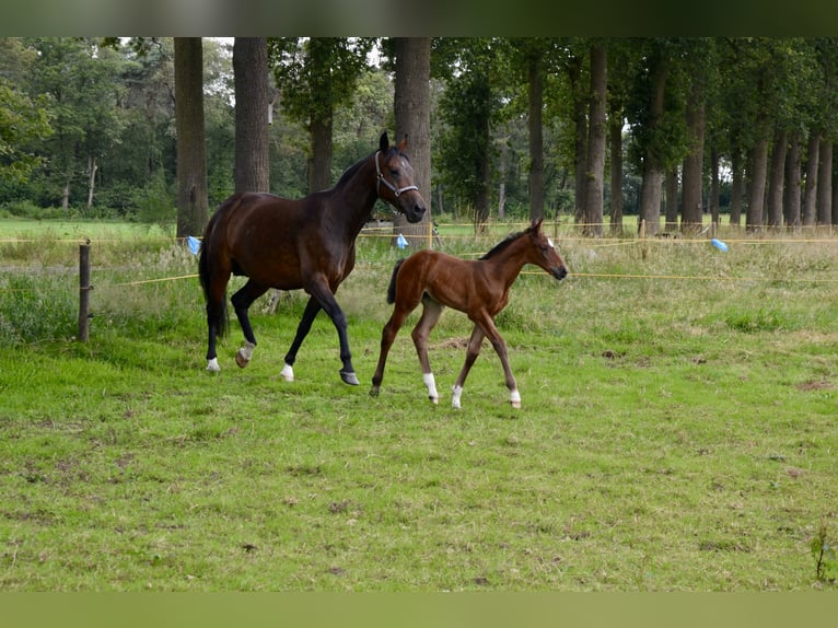 Belgian Warmblood Mare Foal (06/2024) Brown-Light in Wuustwezel