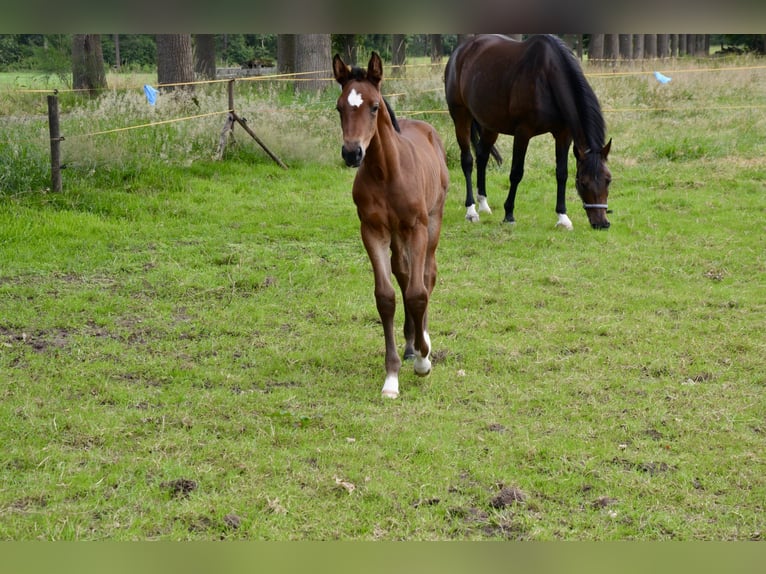 Belgian Warmblood Mare Foal (06/2024) Brown-Light in Wuustwezel