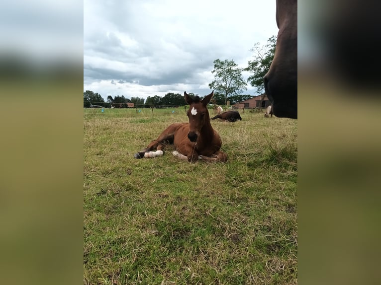 Belgian Warmblood Mare Foal (06/2024) Brown-Light in Wuustwezel