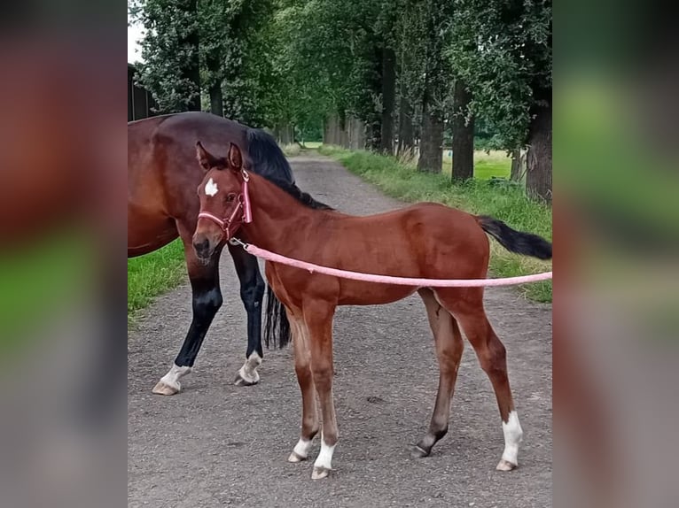 Belgian Warmblood Mare Foal (06/2024) Brown-Light in Wuustwezel