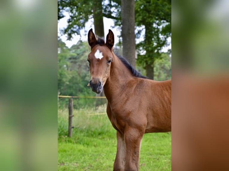 Belgian Warmblood Mare Foal (06/2024) Brown-Light in Wuustwezel