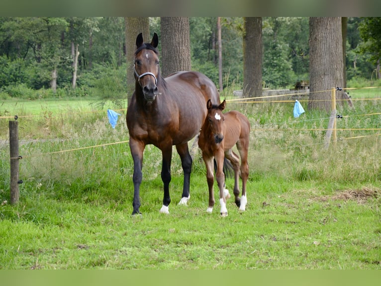 Belgian Warmblood Mare Foal (06/2024) Brown-Light in Wuustwezel