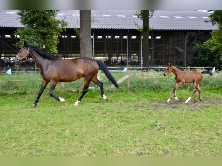 Belgian Warmblood Mare Foal (06/2024) Brown-Light in Wuustwezel