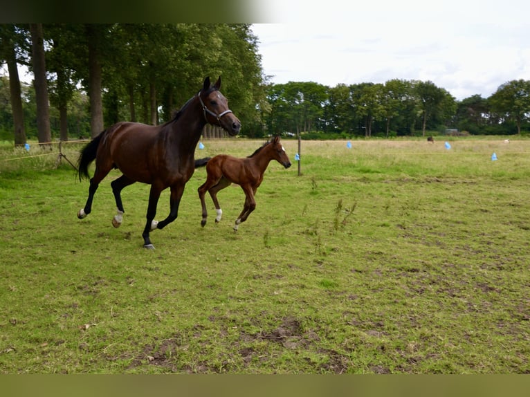 Belgian Warmblood Mare Foal (06/2024) Brown-Light in Wuustwezel