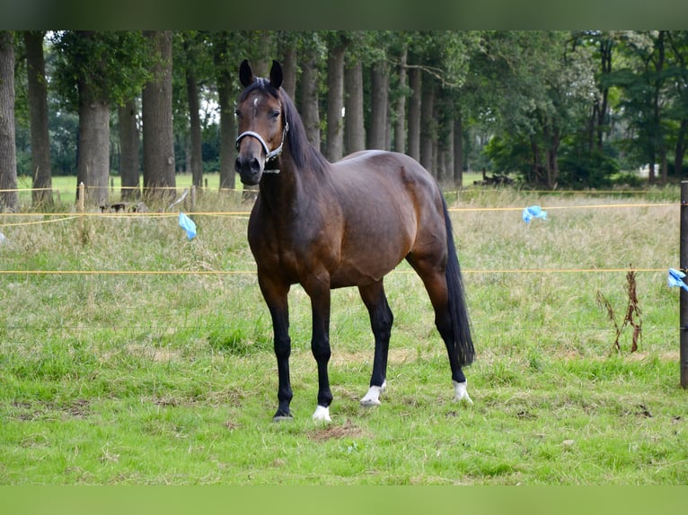 Belgian Warmblood Mare Foal (06/2024) Brown-Light in Wuustwezel