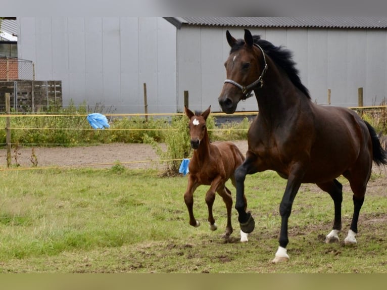 Belgian Warmblood Mare Foal (06/2024) Brown-Light in Wuustwezel