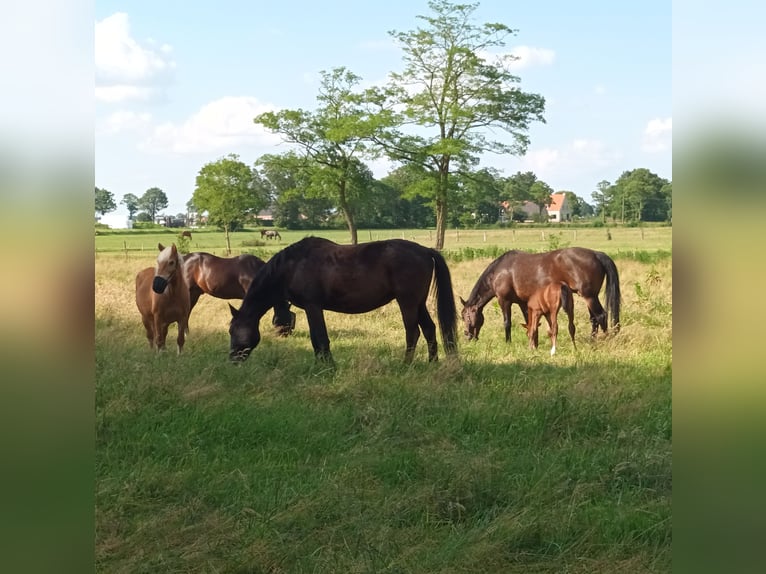 Belgian Warmblood Mare Foal (06/2024) Brown-Light in Wuustwezel