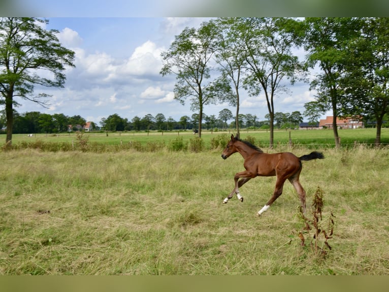 Belgian Warmblood Mare Foal (06/2024) Brown-Light in Wuustwezel