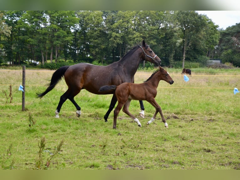 Belgian Warmblood Mare Foal (06/2024) Brown-Light in Wuustwezel