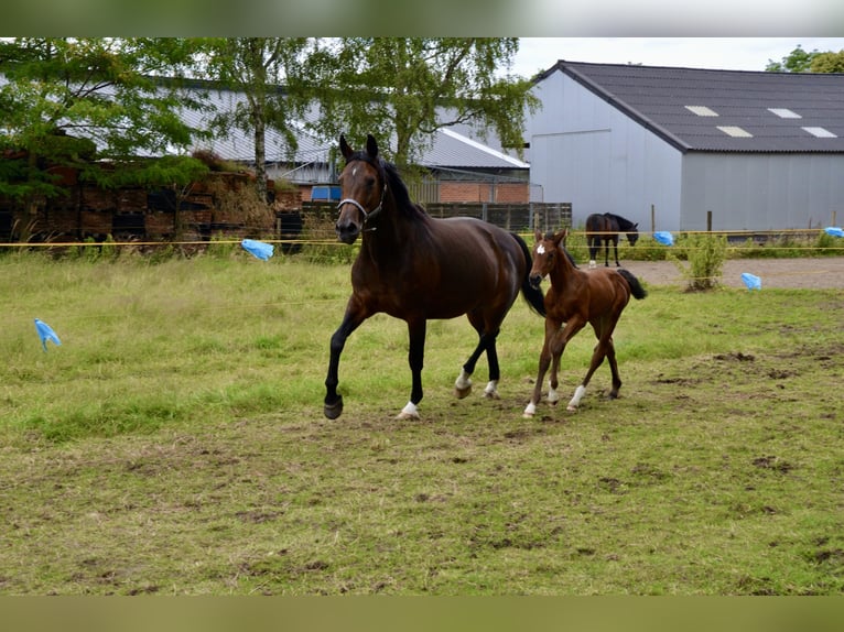 Belgian Warmblood Mare Foal (06/2024) Brown-Light in Wuustwezel