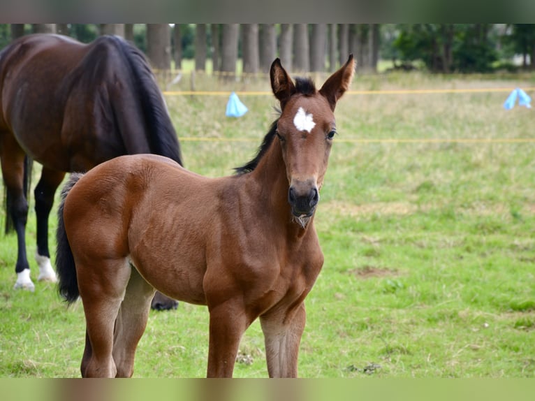 Belgian Warmblood Mare Foal (06/2024) Brown-Light in Wuustwezel