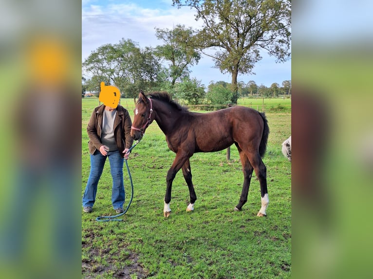 Belgian Warmblood Mare Foal (06/2024) Brown in Wuustwezel