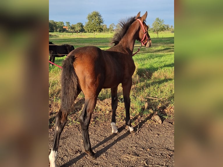 Belgian Warmblood Mare Foal (06/2024) Brown in Wuustwezel