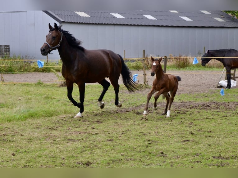 Belgian Warmblood Mare Foal (06/2024) Brown in Wuustwezel