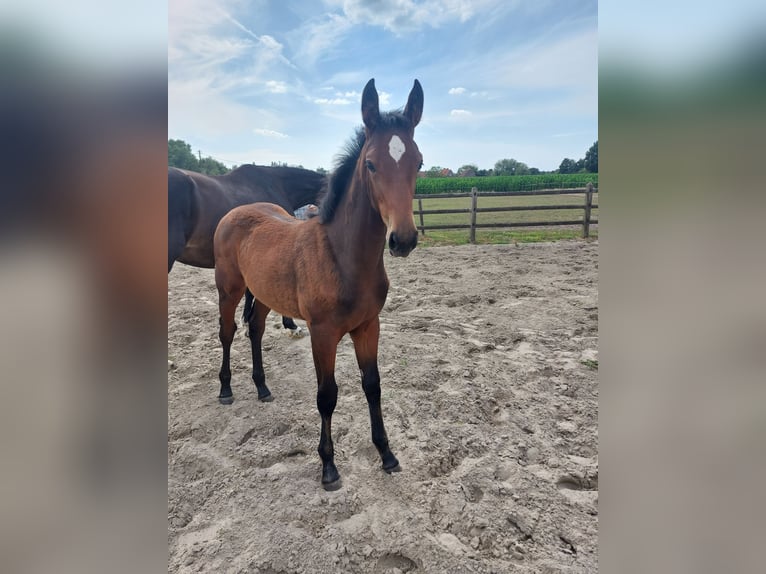 Belgian Warmblood Mare  Brown in Ursel