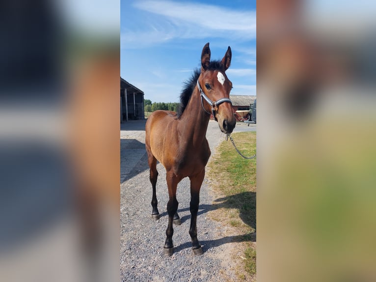 Belgian Warmblood Mare  Brown in Ursel