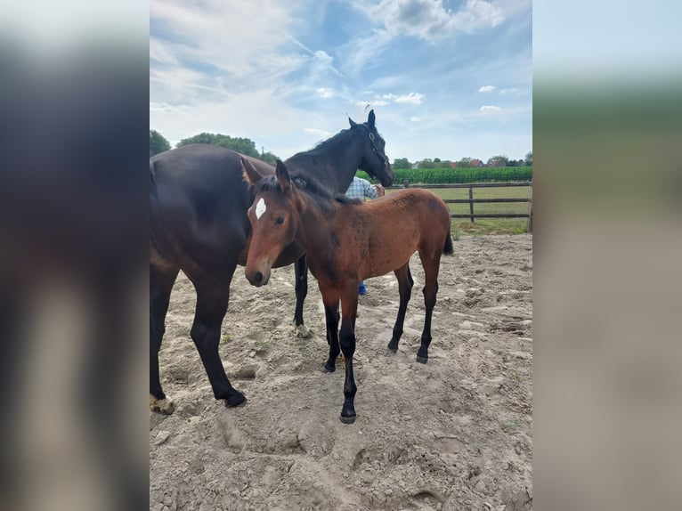 Belgian Warmblood Mare  Brown in Ursel